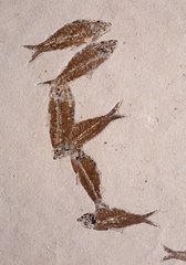 Рыбы Knightia sp.