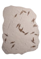 Рыбы Knightia sp.