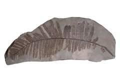 Папоротник Lescuropteris genuine 