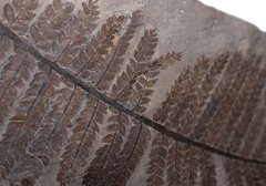 Папоротник Lescuropteris genuine 