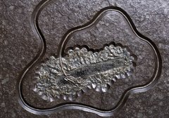 Морская лилия ( криноидея)