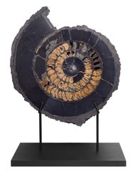 Аммонит Speetoniceras versicolor