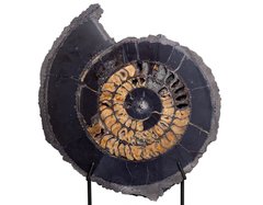 Аммонит Speetoniceras versicolor