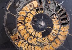 Аммонит Speetoniceras versicolor