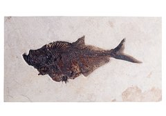 Рыба Diplomystus sp.