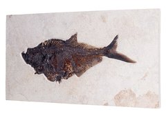 Рыба Diplomystus sp.