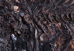 Рыба Diplomystus sp.