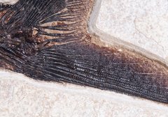 Рыба Diplomystus sp.