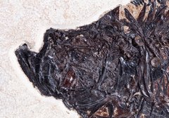 Рыба Diplomystus sp.