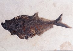 Рыба Diplomystus sp.
