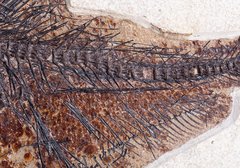 Рыба Diplomystus sp.