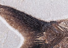 Рыба Diplomystus sp.