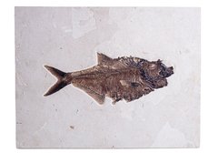 Рыба Diplomystus sp.