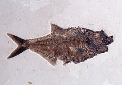 Рыба Diplomystus sp.