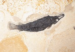 Рыба Atractosteus Lapidosteus