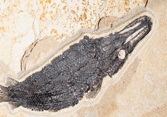 Рыба Atractosteus Lapidosteus