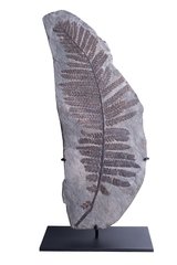 Папоротник Lescuropteris genuine 