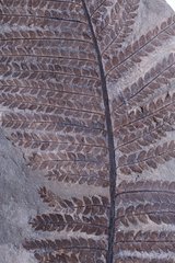 Папоротник Lescuropteris genuine 