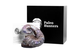 Аммонит Audouliceras sp.