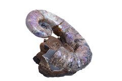 Аммонит Audouliceras sp.