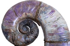 Аммонит Audouliceras sp.