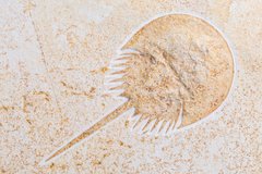 Мечехвост Mesolimulus walchi
