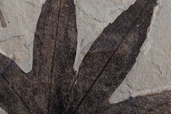 Отпечаток листа Platanus wyomingensis
