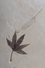 Отпечаток листа Platanus wyomingensis