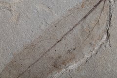 Отпечаток листа Platanus wyomingensis