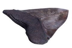 Зуб мегалодона 13,2 см коллекционного качества