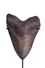 Зуб мегалодона 13,2 см коллекционного качества