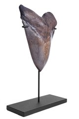 Зуб мегалодона 13,2 см коллекционного качества