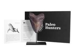 Зуб мегалодона 13,2 см коллекционного качества