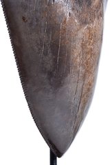 Зуб мегалодона 13,2 см коллекционного качества