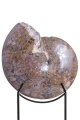 Аммонит Coilopoceras springeri