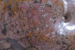 Аммонит Coilopoceras springeri