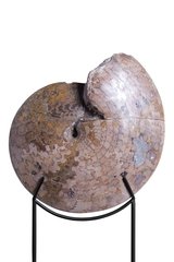 Аммонит Coilopoceras springeri