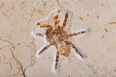 Тарантул Lycosa sp.
