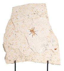 Тарантул Lycosa sp.