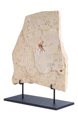 Тарантул Lycosa sp.