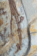 Скелет динозавра Anchiornis huxleyi