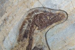 Скелет динозавра Anchiornis huxleyi