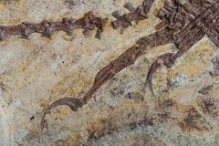 Скелет динозавра Anchiornis huxleyi