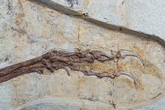 Скелет динозавра Anchiornis huxleyi