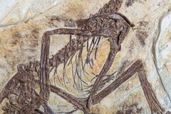 Скелет динозавра Anchiornis huxleyi