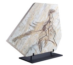 Скелет динозавра Anchiornis huxleyi