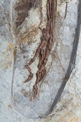 Скелет динозавра Anchiornis huxleyi
