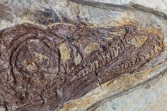 Скелет динозавра Anchiornis huxleyi