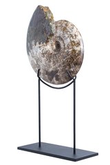 Аммонит Brasilia decipiformis