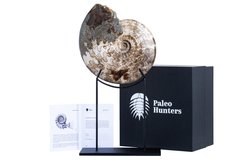 Аммонит Brasilia decipiformis